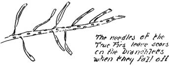 True Fir needles on branchlet