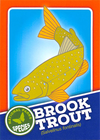 card cover