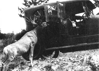 deer and car