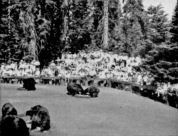 Sequoia NP
