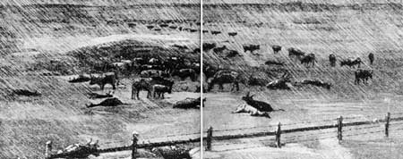 cattle