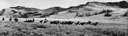 horse roundup