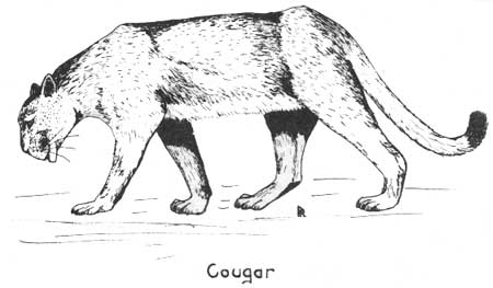 cougar