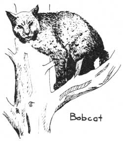 bobcat