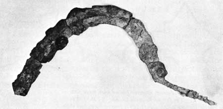 sickle