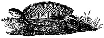 Diamondback terrapin
