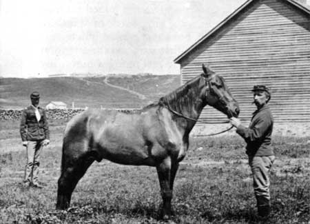 Comanche