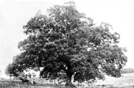 oak tree