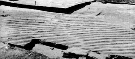 cultivation
