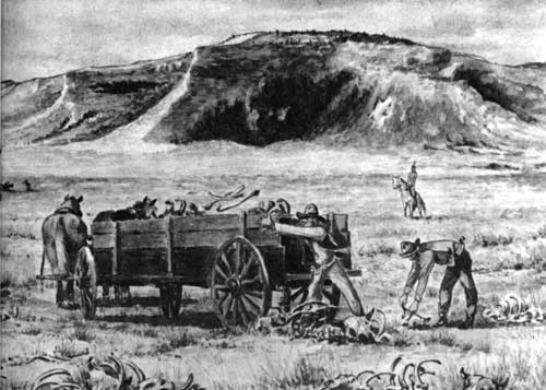 Loading buffalo bones