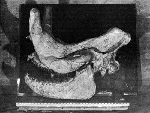 Titanothere skull