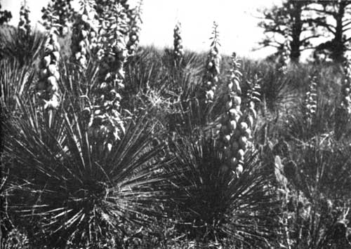yucca