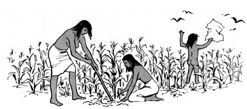 sketch of Native Americans growing corn