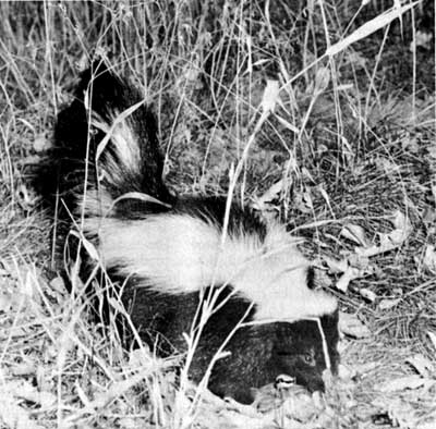 Skunk