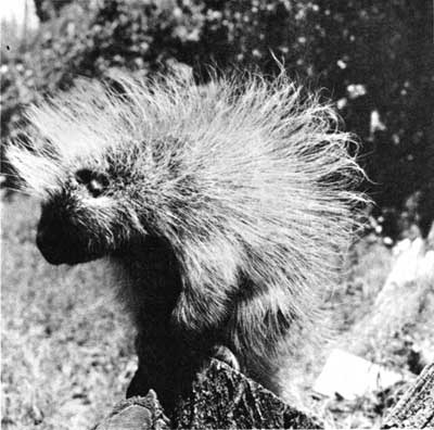 Porcupine