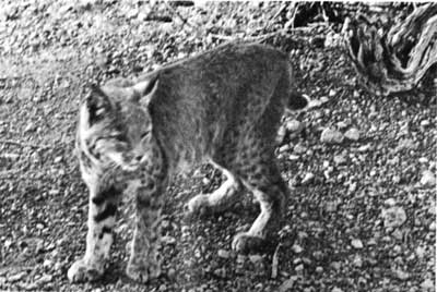 Bobcat