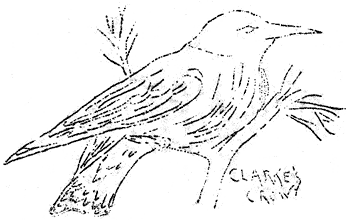 Clark's crow