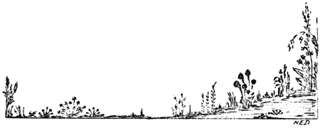 wildflowers