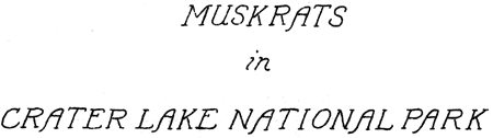 Muskrats in Crater Lake National Park