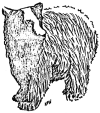 black bear