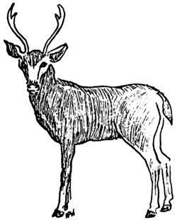 deer