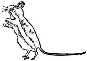 deer mouse