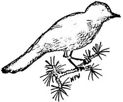 gray jay