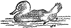 duck
