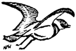 killdeer