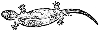 salamander
