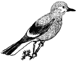 Clark's crow