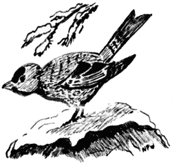 finch