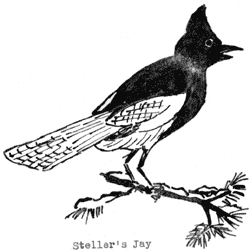 steller's jay