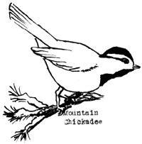 mountain chickadee