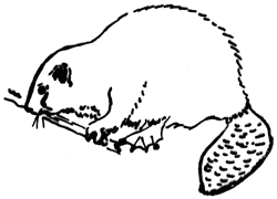 beaver