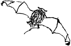 bat