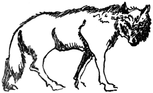 wolf