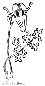 Steer's head wildflower
