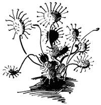 Sundew plant