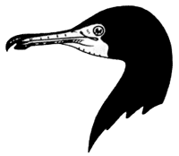 cormorant
