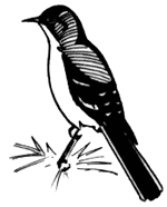 Townsend's solitaire