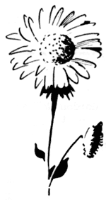 wildflower