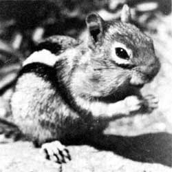 golden-mantled ground squirrel