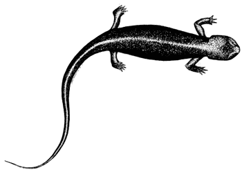 salamander