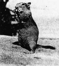 ground squirrel