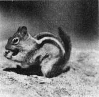 ground squirrel