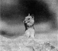 ground squirrel