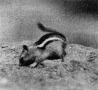 ground squirrel
