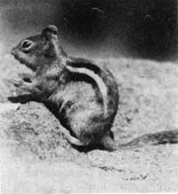 ground squirrel