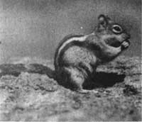 ground squirrel